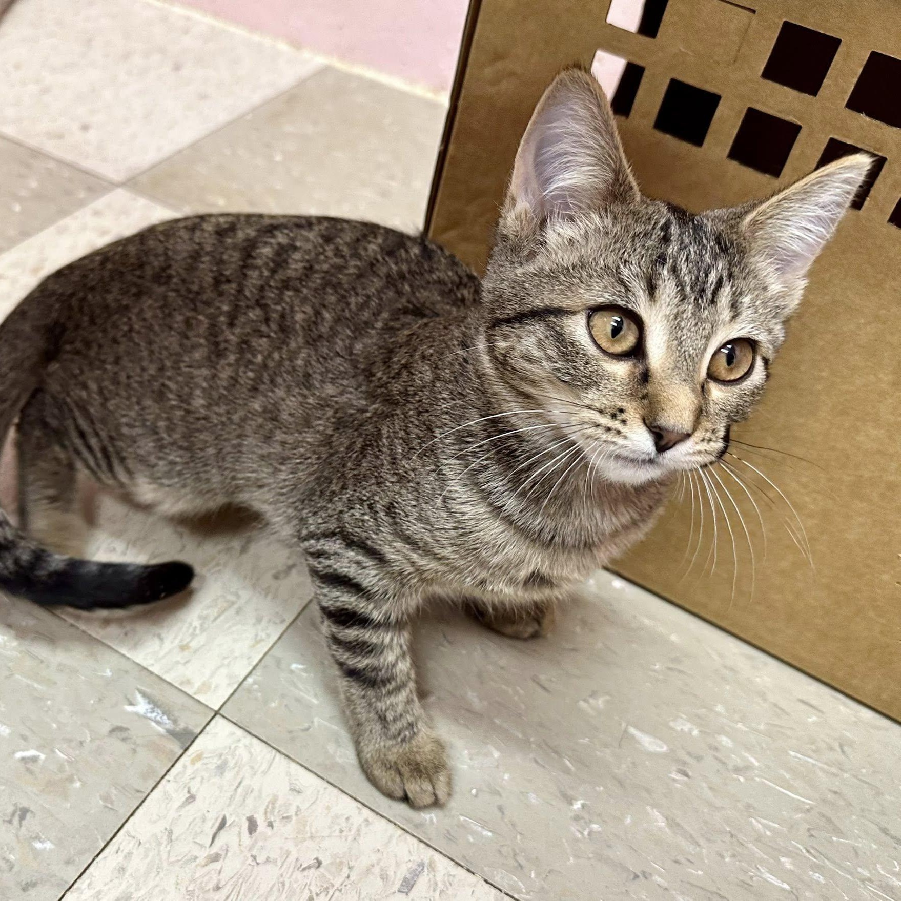 Panther, a Adoptable mixed breed in Libby, MT image 2/3