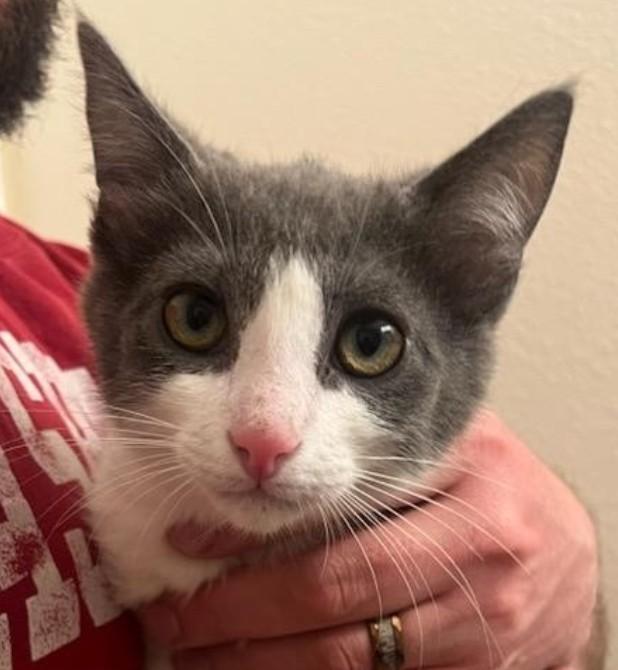 Enlarge Remy & Sushi, a ADOPTABLE Domestic Short Hair in Reno, NV image 4/5