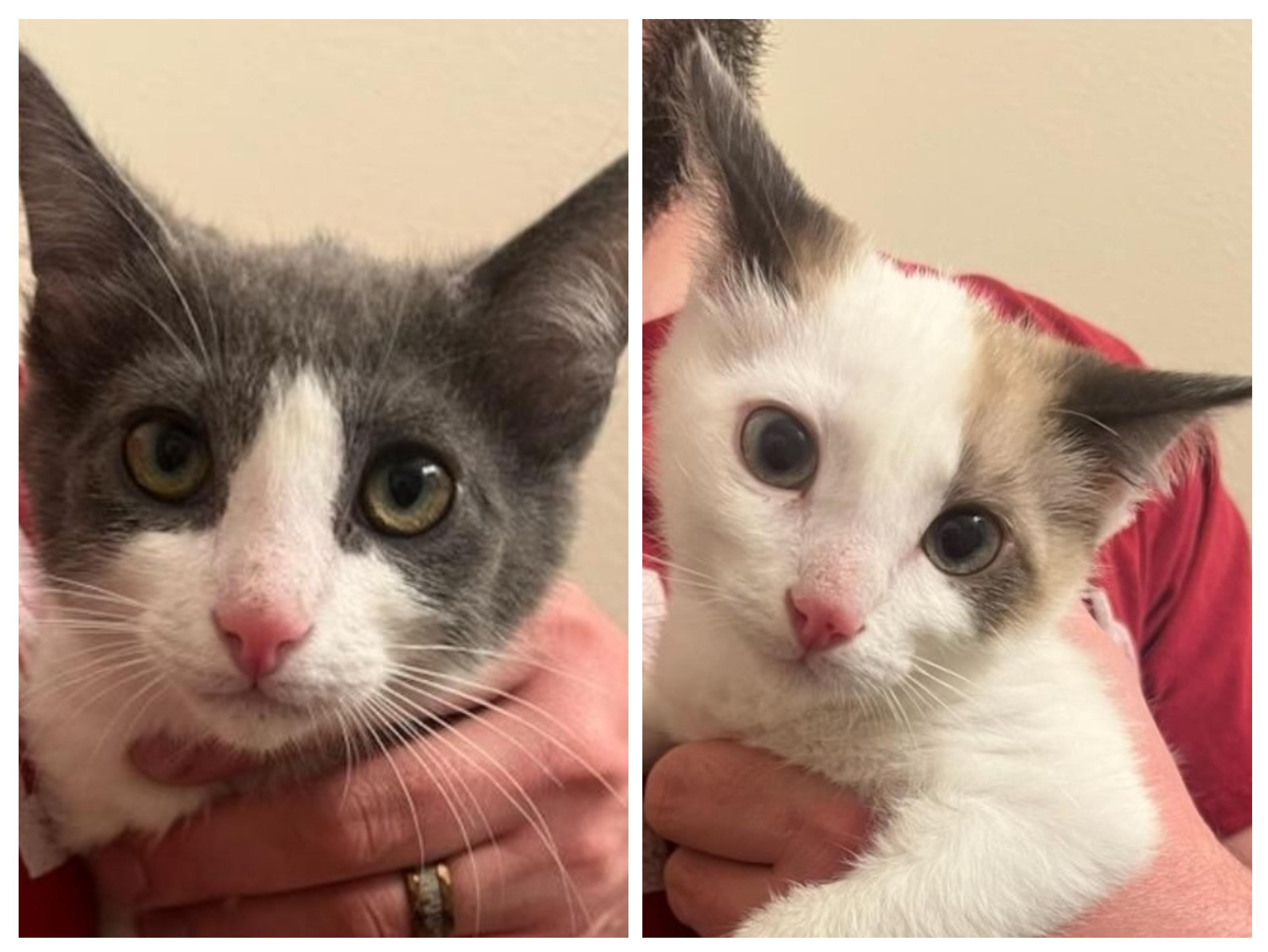 Remy & Sushi, ADOPTABLE, Kitten Male Domestic Short Hair.