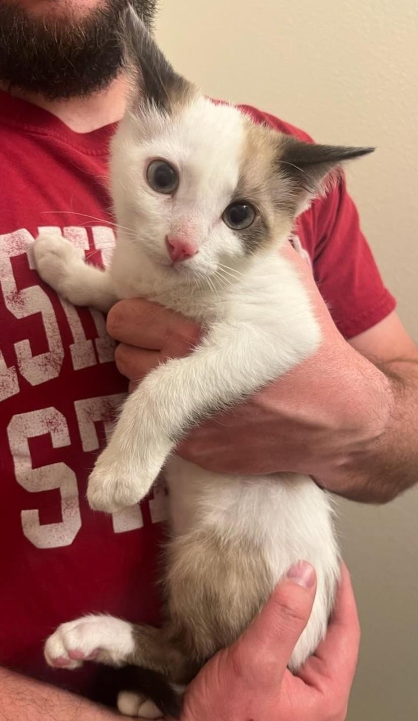 Enlarge Remy & Sushi, a ADOPTABLE Domestic Short Hair in Reno, NV image 3/5