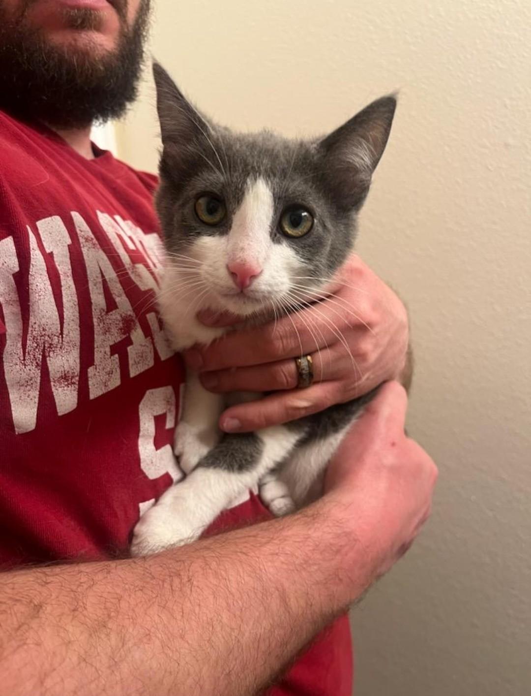 Enlarge Remy & Sushi, a ADOPTABLE Domestic Short Hair in Reno, NV image 2/5