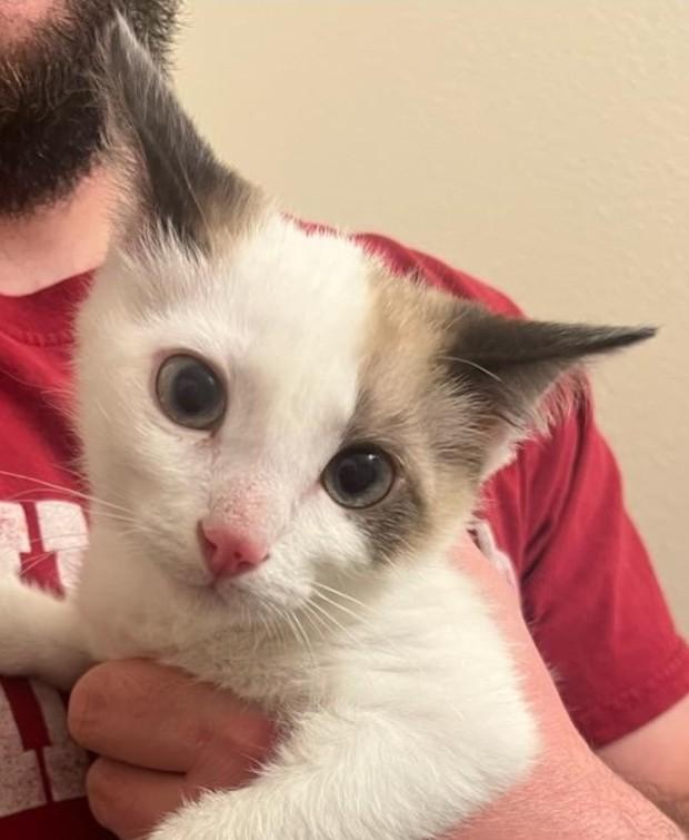 Enlarge Remy & Sushi, a ADOPTABLE Domestic Short Hair in Reno, NV image 5/5