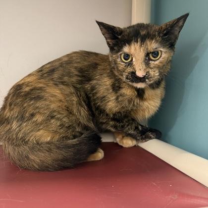 Pixie, Adoptable, Young Female Domestic Short Hair & Domestic Short Hair.