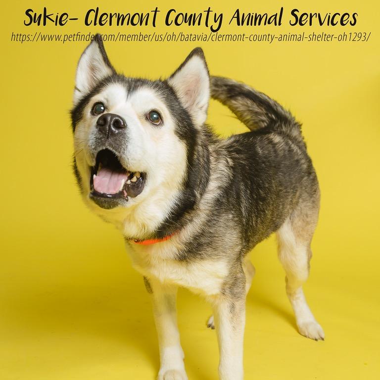 Sukie, Adoptable, Adult Female Husky & Mixed Breed.