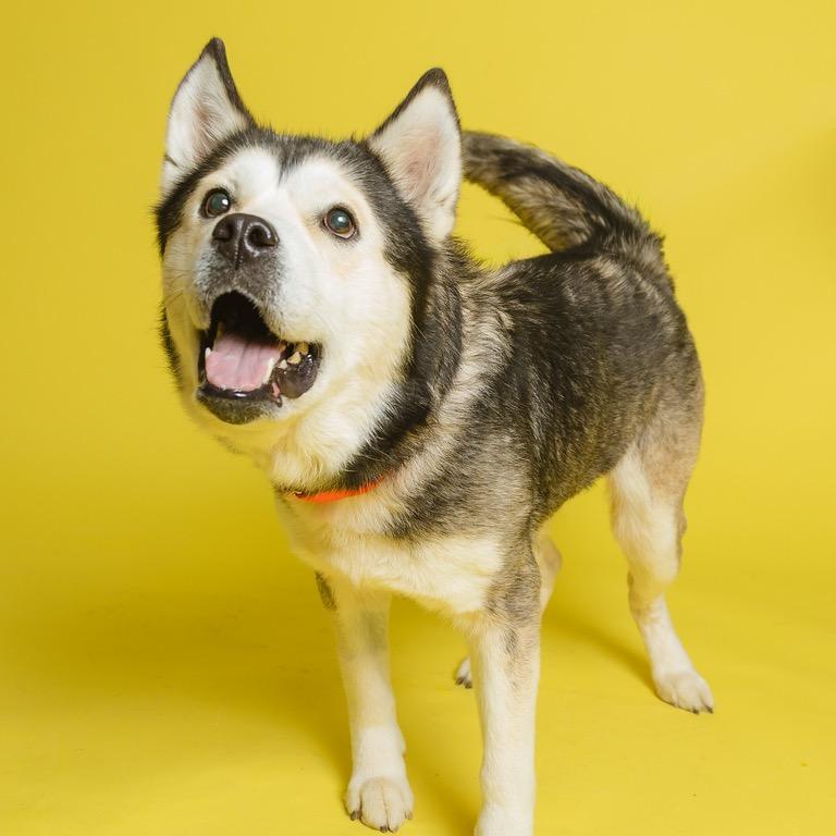 Enlarge Sukie, a Adoptable mixed breed in Batavia, OH image 2/6