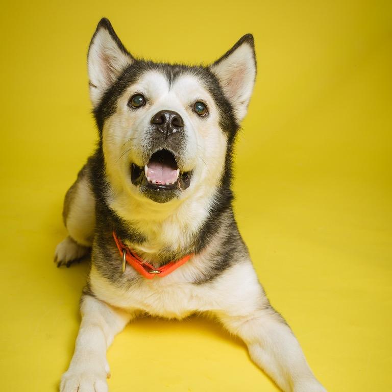 Enlarge Sukie, a Adoptable mixed breed in Batavia, OH image 2/6
