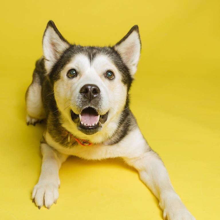 Enlarge Sukie, a Adoptable mixed breed in Batavia, OH image 3/6