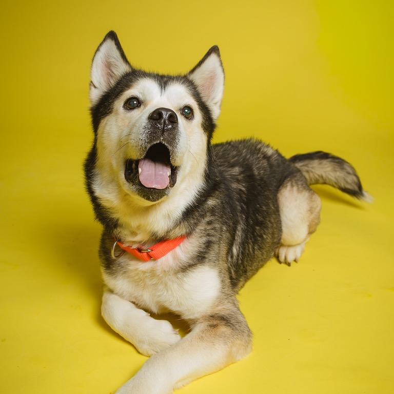 Enlarge Sukie, a Adoptable mixed breed in Batavia, OH image 4/6