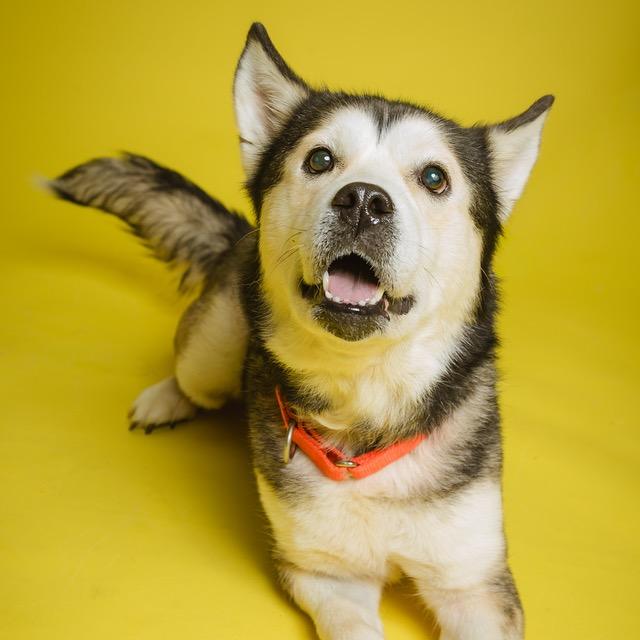 Enlarge Sukie, a Adoptable mixed breed in Batavia, OH image 5/6