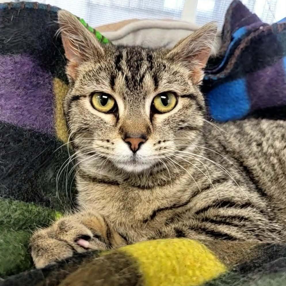 Peony — thumbnail 2