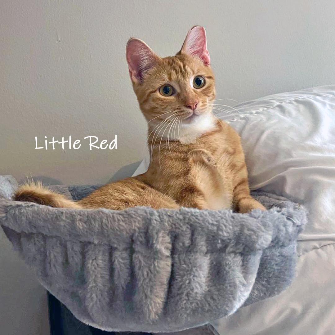 Enlarge Little Red, a ADOPTABLE Domestic Short Hair in Chicago, IL image 2/3