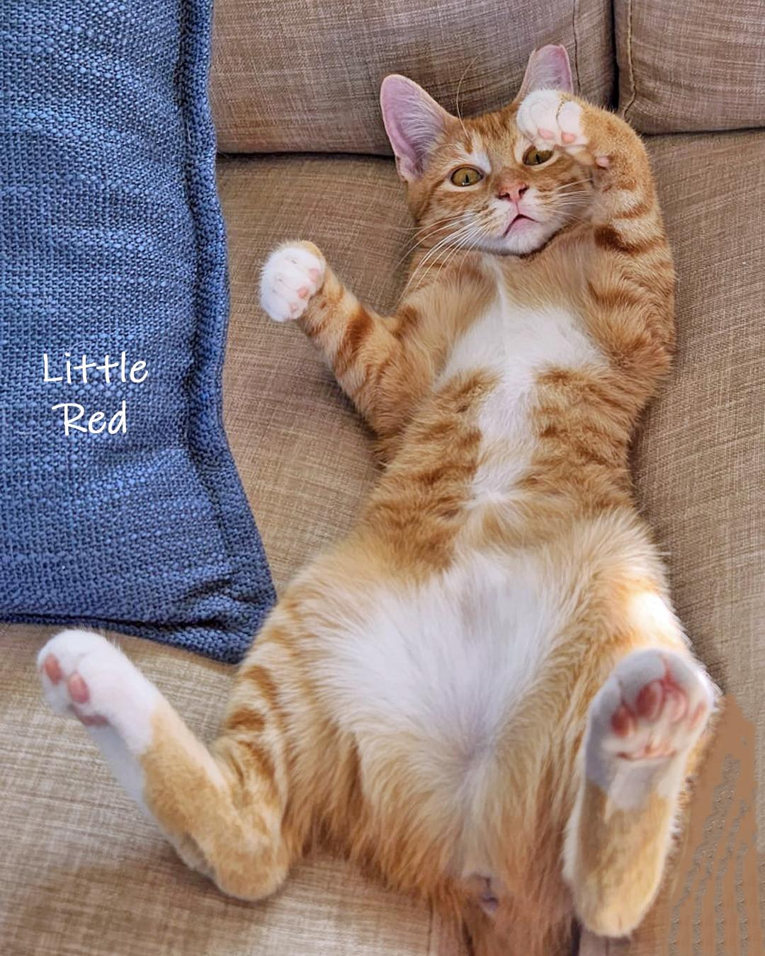 Little Red, ADOPTABLE, Adult Female Domestic Short Hair.