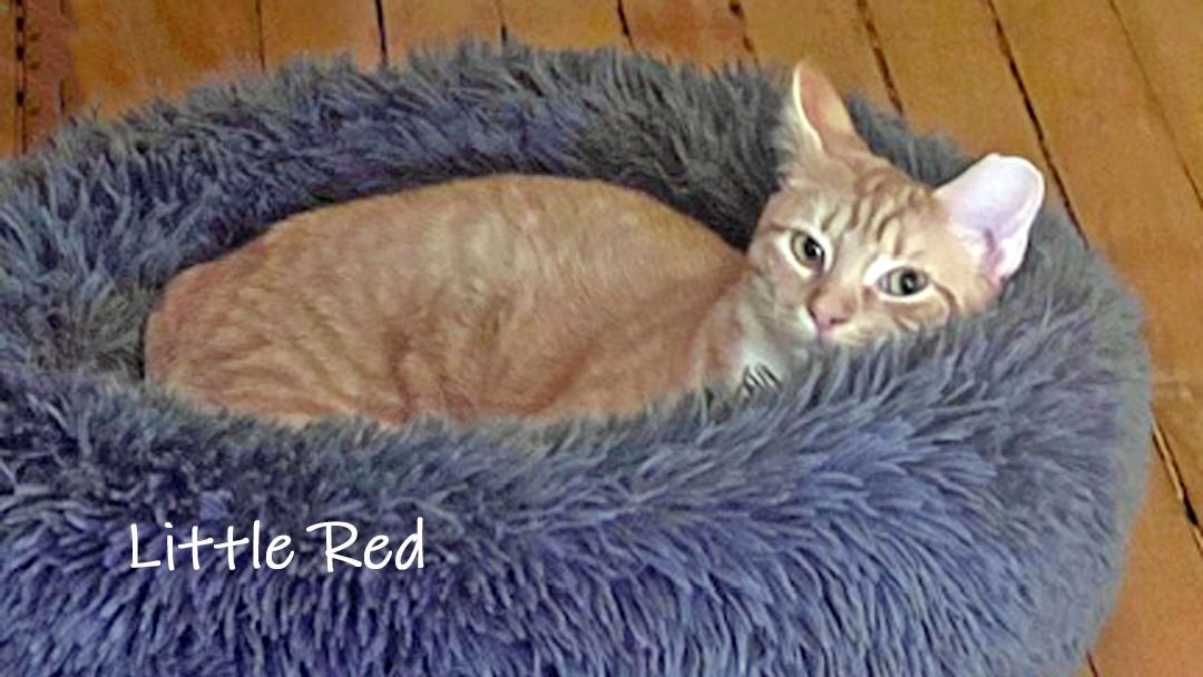 Enlarge Little Red, a ADOPTABLE Domestic Short Hair in Chicago, IL image 3/3