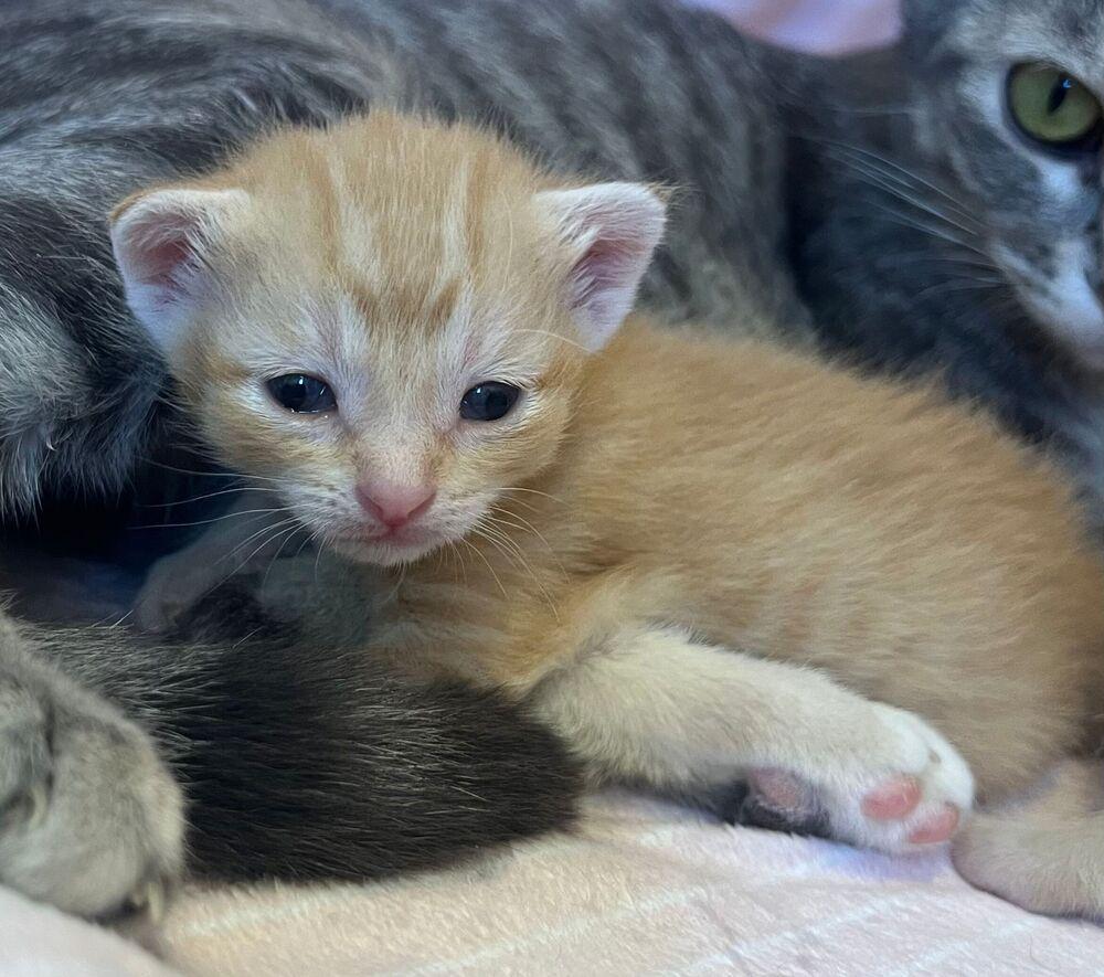 Honeycomb, Adoptable, Kitten Female Domestic Short Hair.