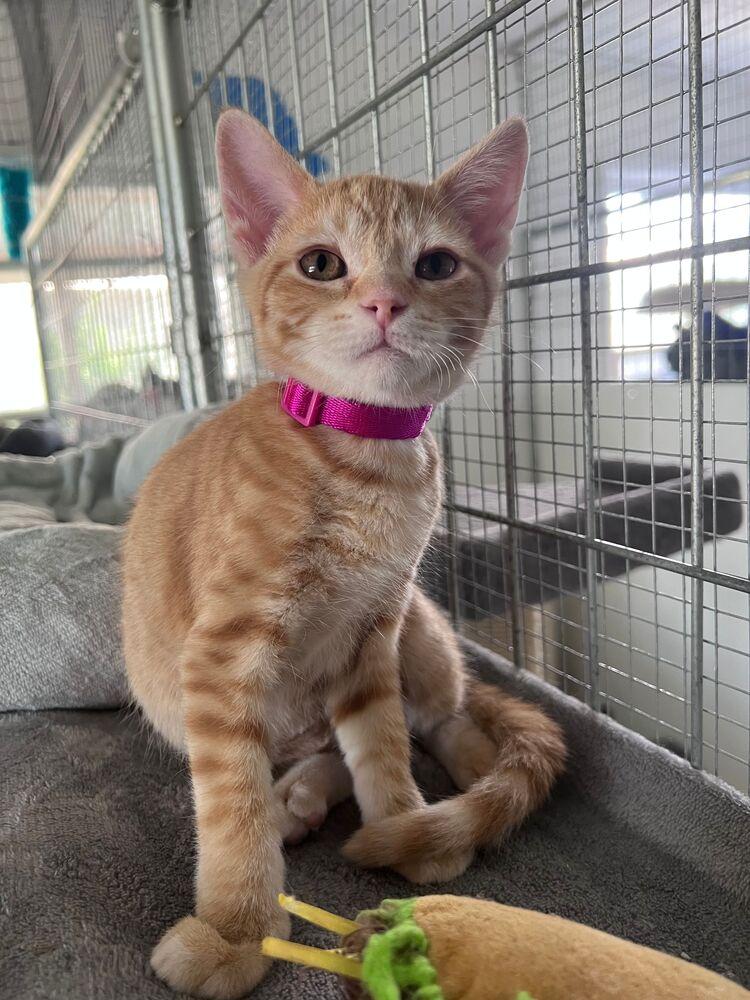 Honeycomb, a Adoptable Domestic Short Hair in McPherson, KS image 2/2