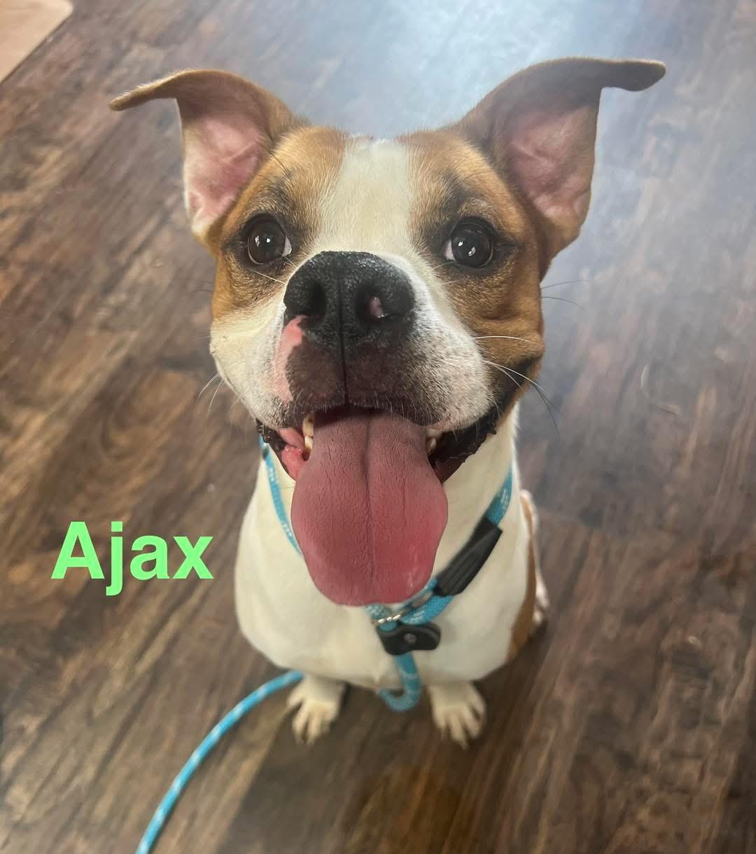 Enlarge Ajax, a ADOPTABLE mixed breed in Sullivan, MO image 1/1