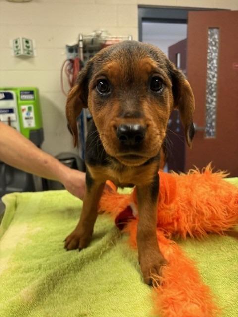 Enlarge GEORGIANA, a Adoptable mixed breed in Warrenton, NC image 1/1