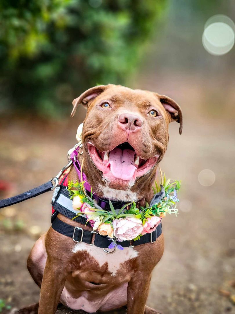 Bianca, Young Female American Staffordshire Terrier