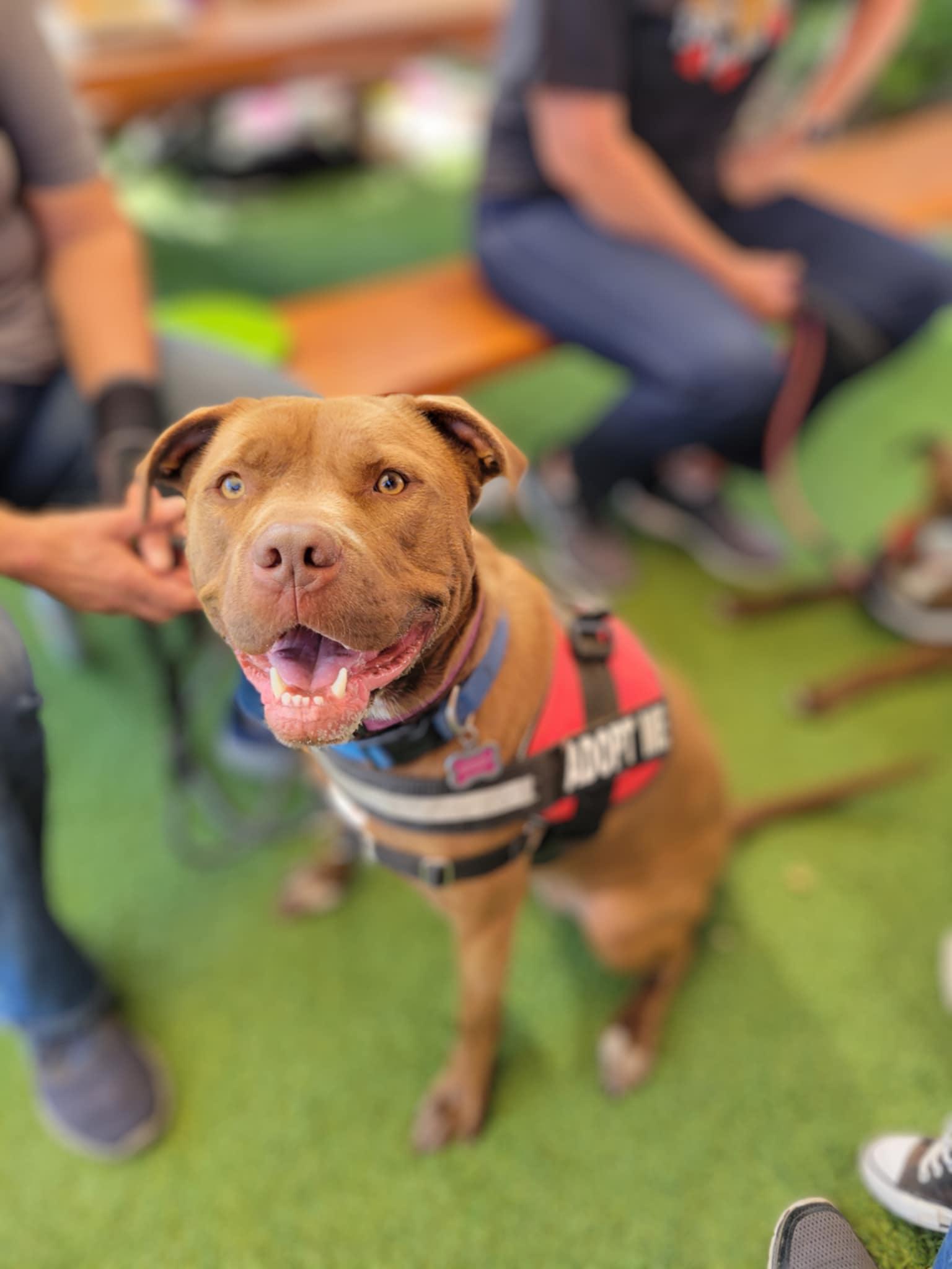 Bianca, a Adoptable mixed breed in Temecula, CA image 1/5