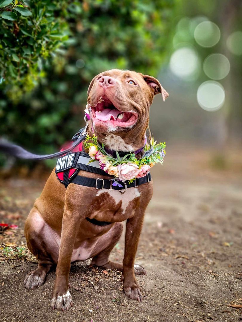 Bianca, a Adoptable mixed breed in Temecula, CA image 5/5