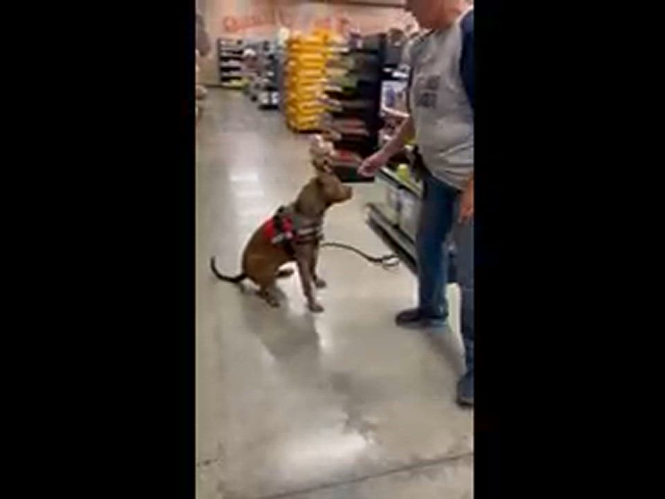 Enlarge Bianca, a Adoptable mixed breed in Temecula, CA video 3/5