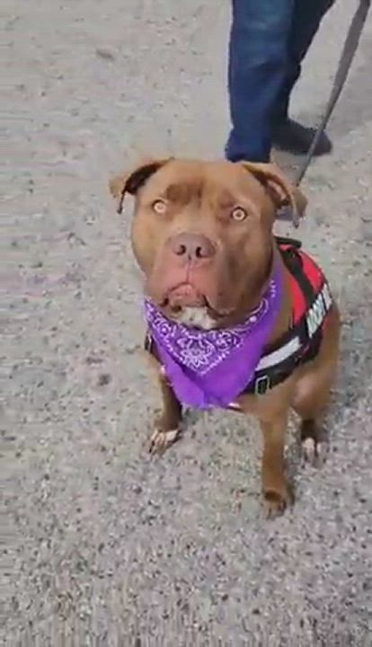 Enlarge Bianca, a Adoptable mixed breed in Temecula, CA video 4/5