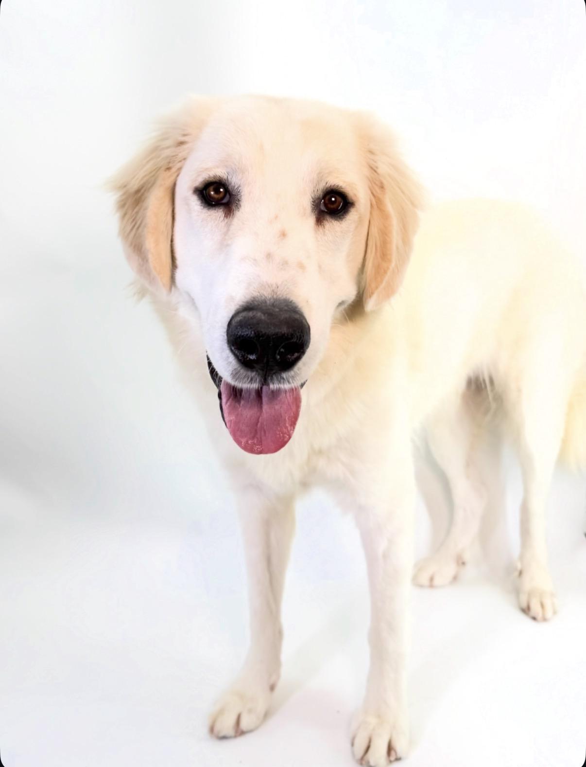 Enlarge Huck, a Adoptable Great Pyrenees in Scottsdale, AZ image 4/4