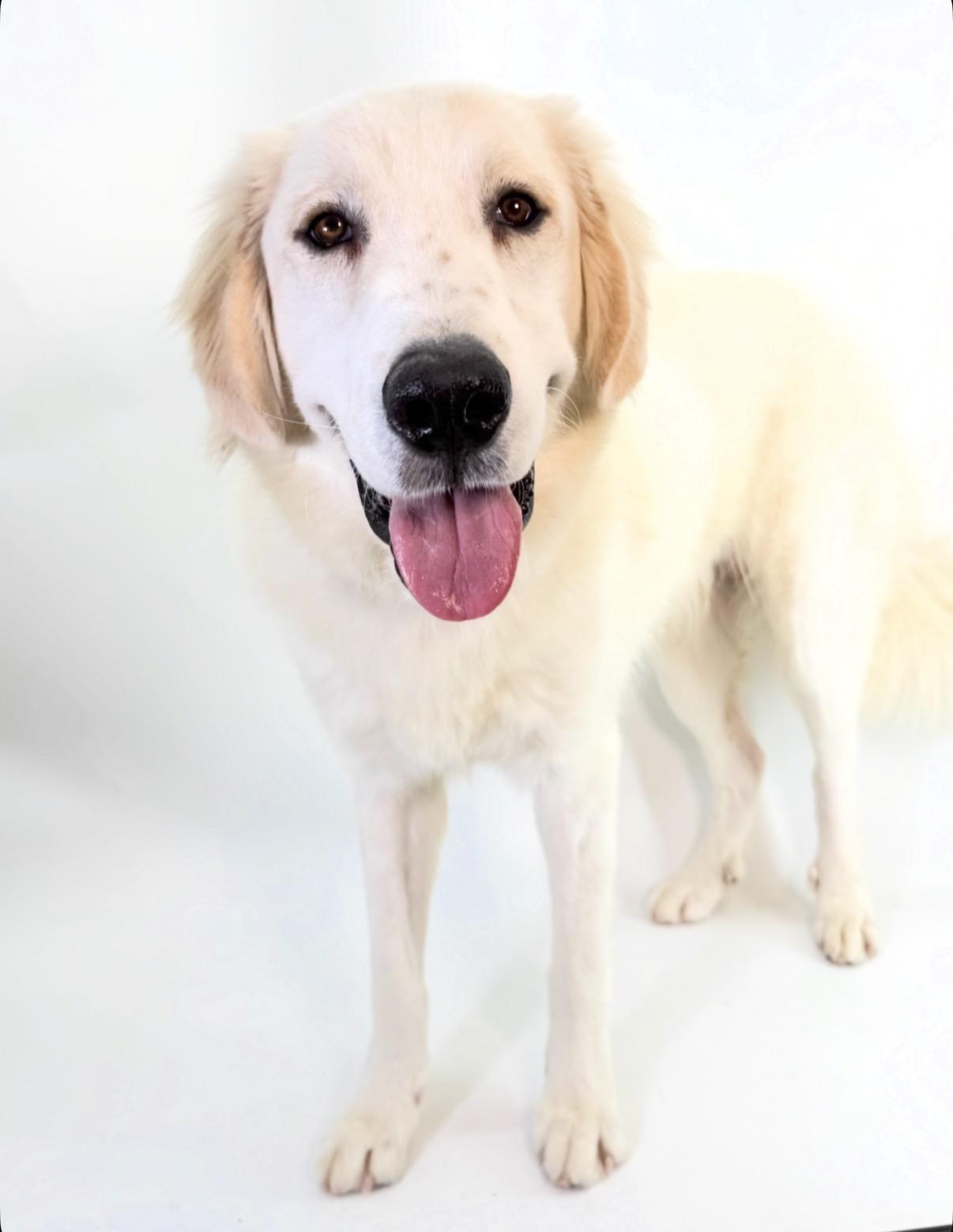 Enlarge Huck, a Adoptable Great Pyrenees in Scottsdale, AZ image 3/4