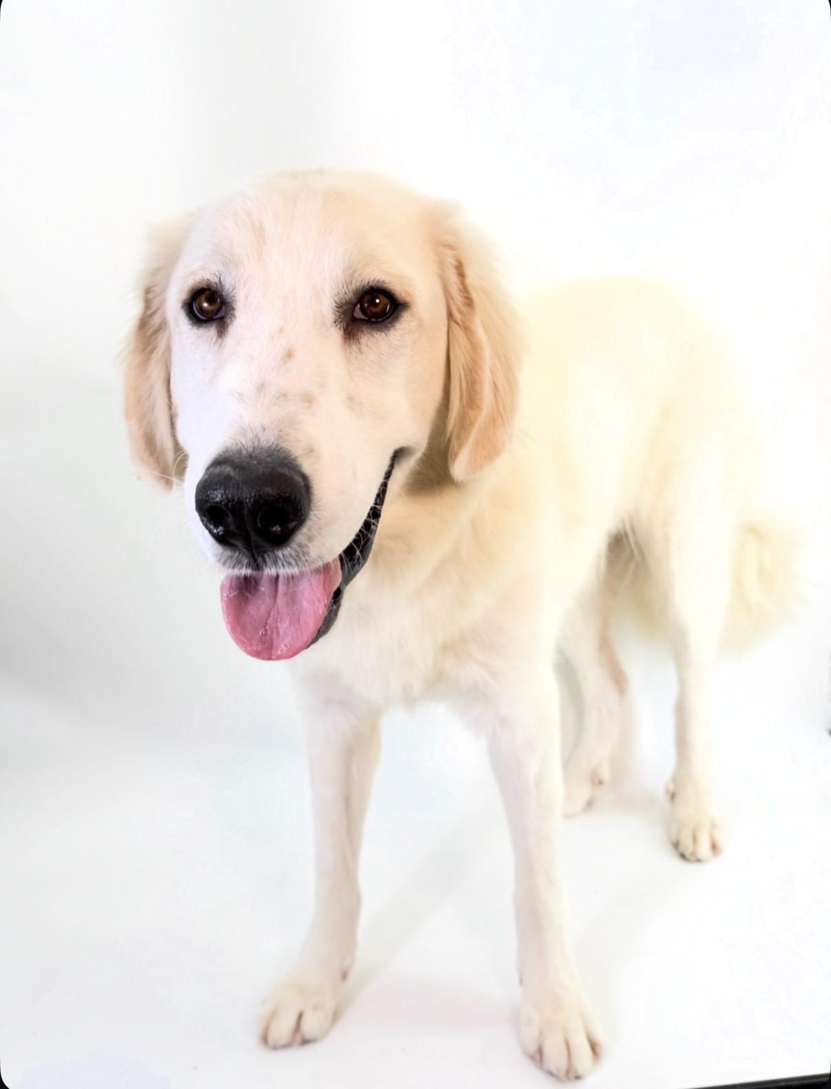 Enlarge Huck, a Adoptable Great Pyrenees in Scottsdale, AZ image 2/4
