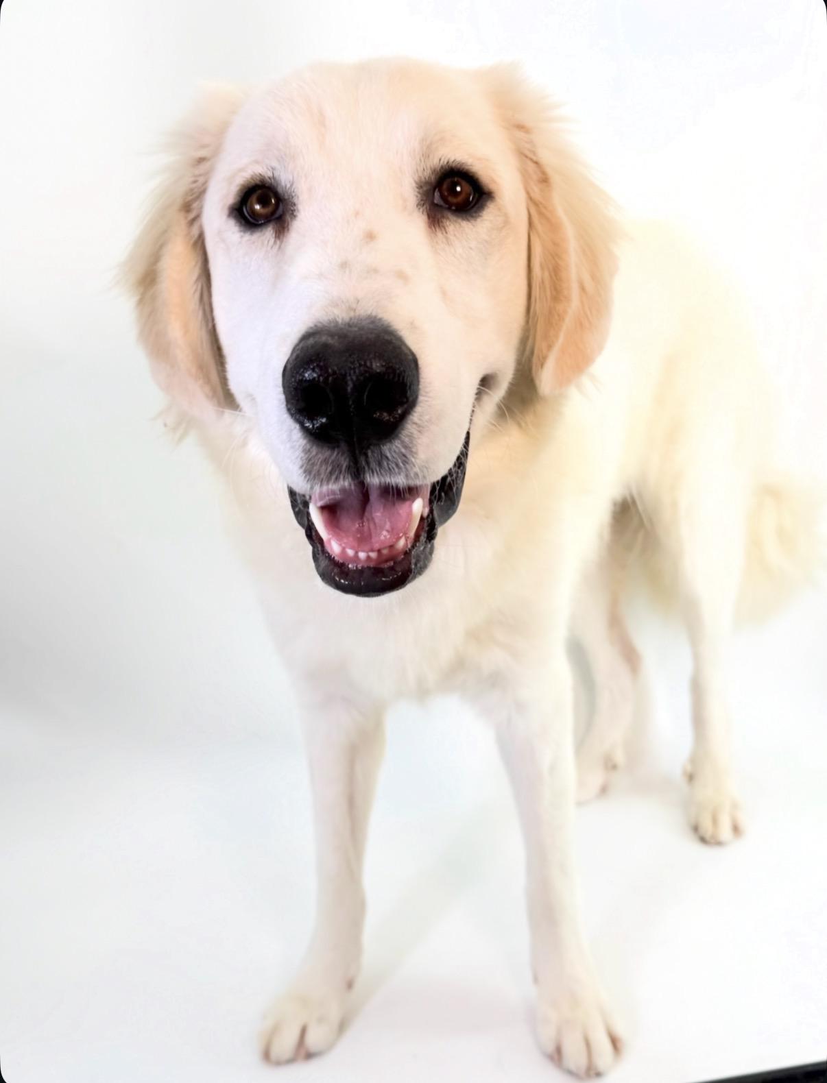 Huck, Adoptable, Young Male Great Pyrenees.