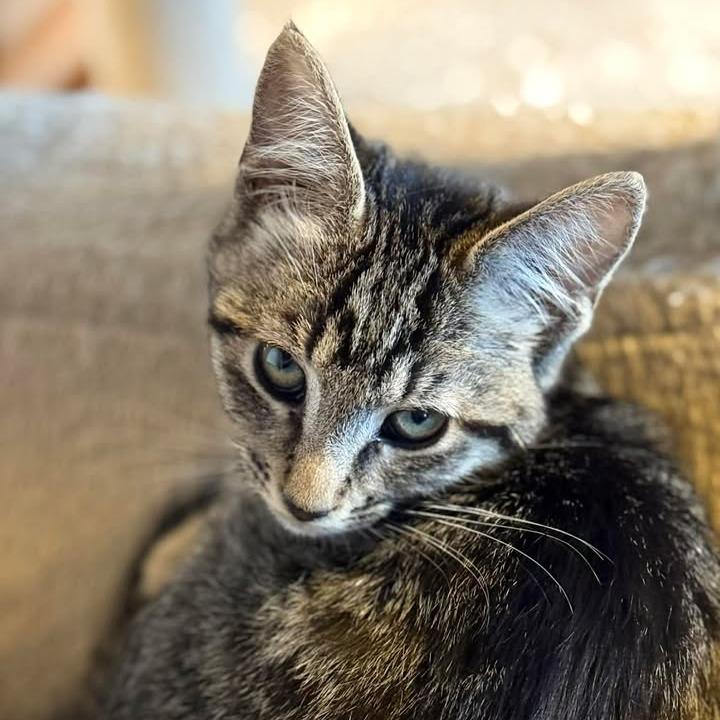 Enlarge Nebula, a Adoptable Domestic Short Hair in Marion, IL image 2/2