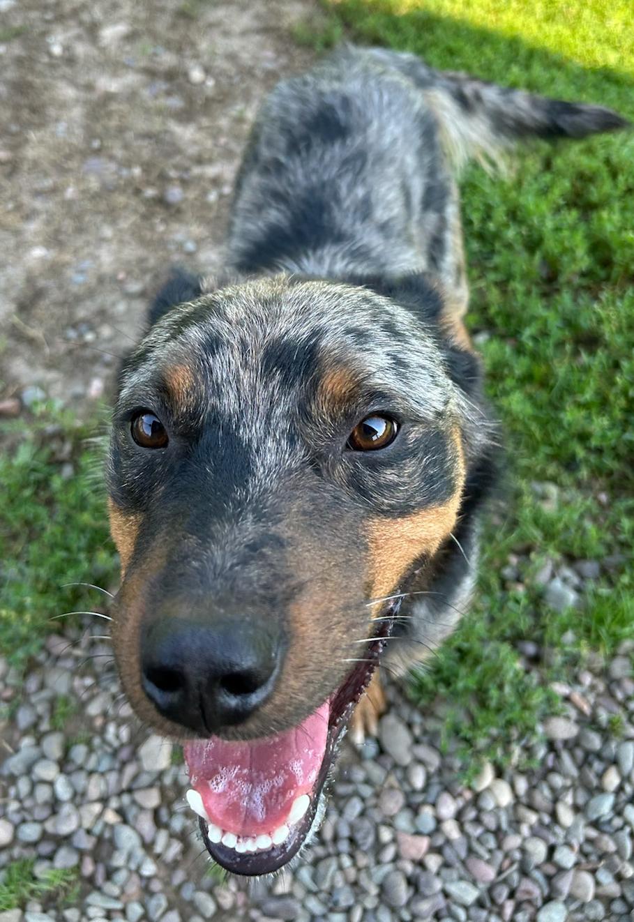 Harvey, a Adoptable Australian Cattle Dog / Blue Heeler in Neillsville, WI image 3/6