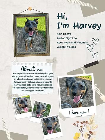 Harvey, Adoptable, Adult Male Australian Cattle Dog / Blue Heeler.