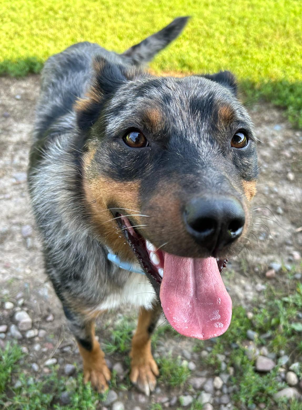 Harvey, a Adoptable Australian Cattle Dog / Blue Heeler in Neillsville, WI image 1/6
