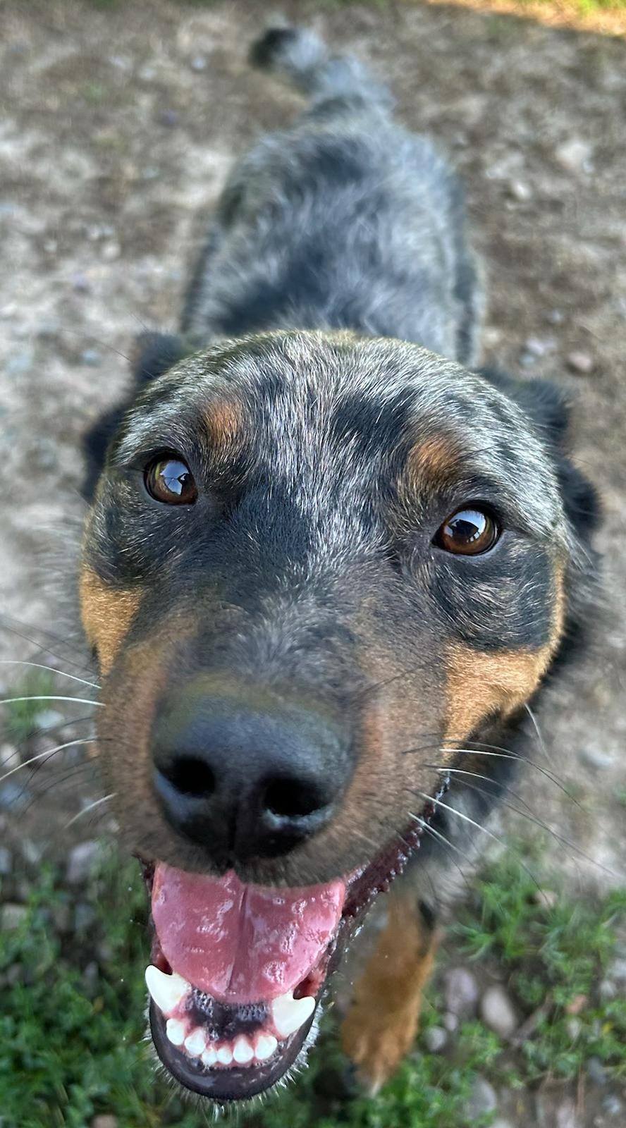 Harvey, a Adoptable Australian Cattle Dog / Blue Heeler in Neillsville, WI image 5/6