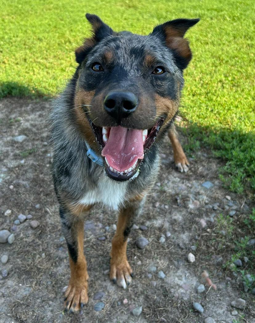 Harvey, a Adoptable Australian Cattle Dog / Blue Heeler in Neillsville, WI image 2/6