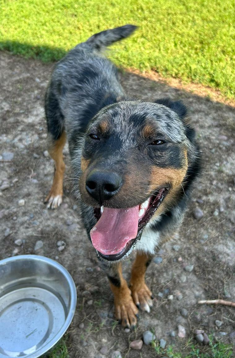 Harvey, a Adoptable Australian Cattle Dog / Blue Heeler in Neillsville, WI image 6/6