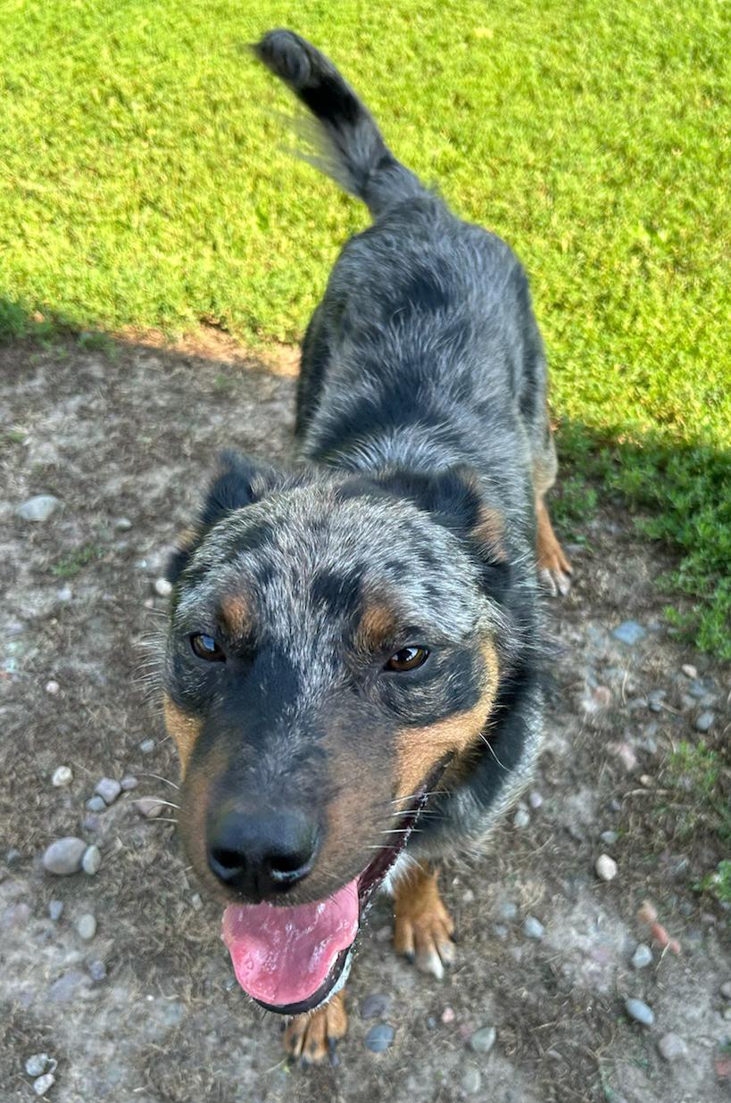 Harvey, a Adoptable Australian Cattle Dog / Blue Heeler in Neillsville, WI image 4/6