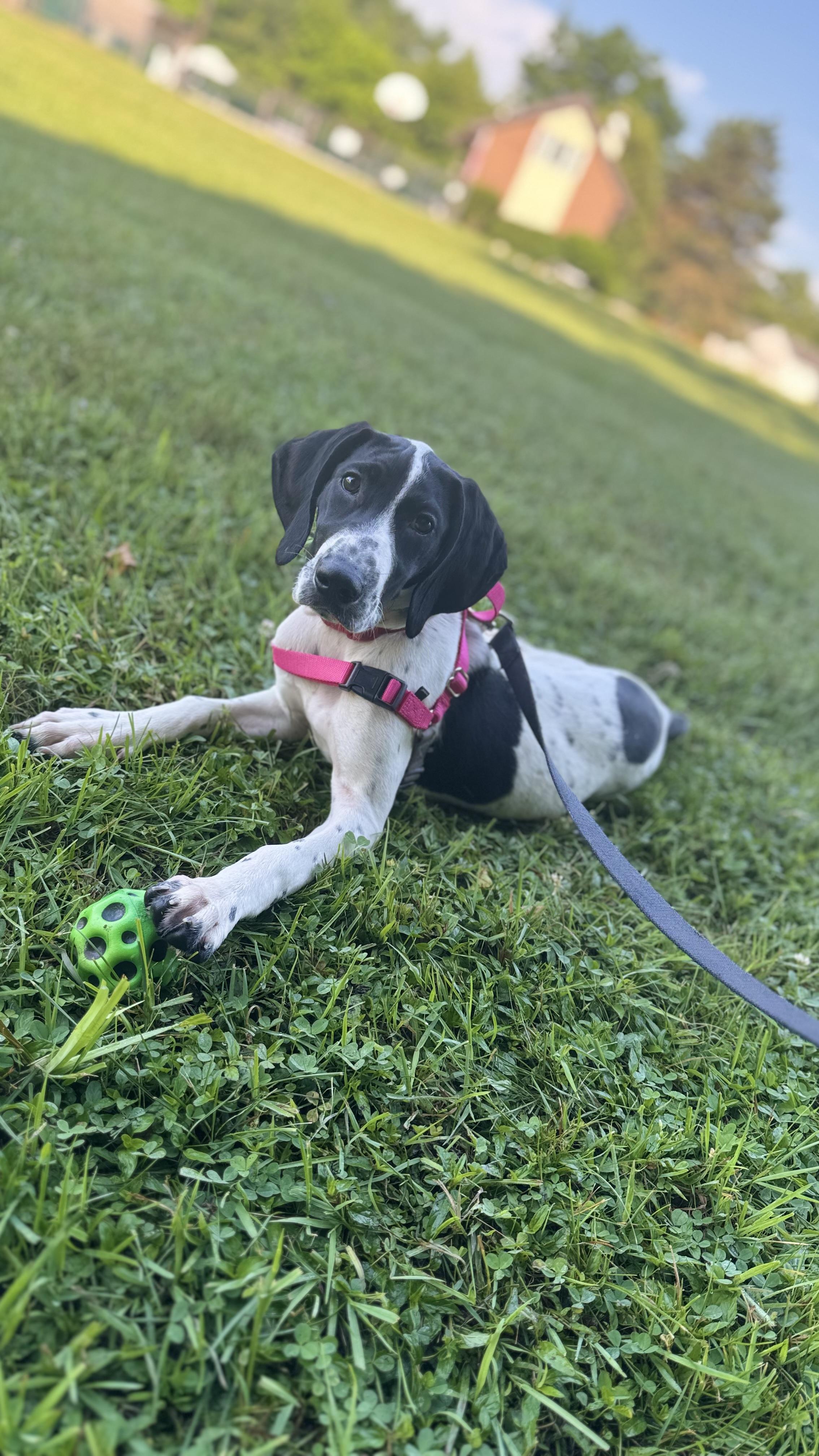 Penny, Baby Female German Shorthaired Pointer