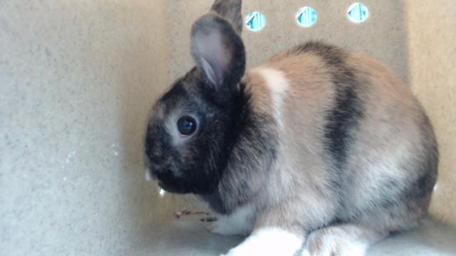 Enlarge PEANUT BUTTER, a Adoptable Bunny Rabbit in Downey, CA image 1/1