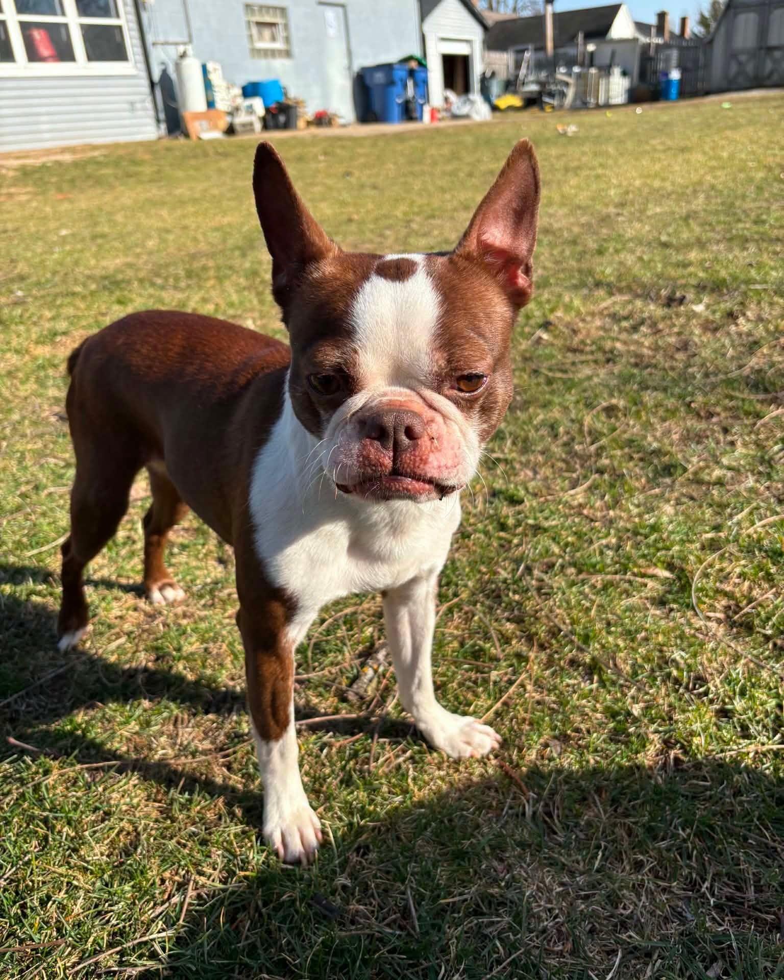 Mama Coco, Adoptable, Adult Female Boston Terrier.