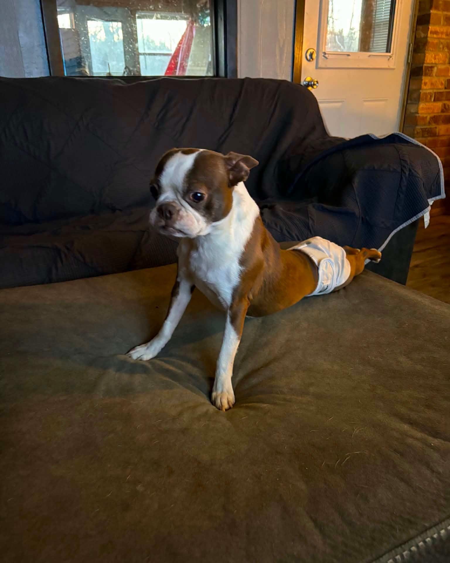 Enlarge Mama Coco, a Adoptable Boston Terrier in Waukesha, WI image 4/6