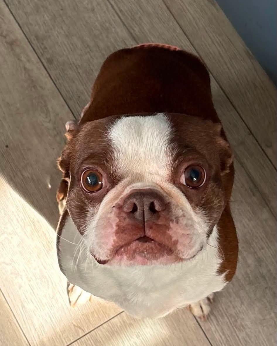 Enlarge Mama Coco, a Adoptable Boston Terrier in Waukesha, WI image 5/6