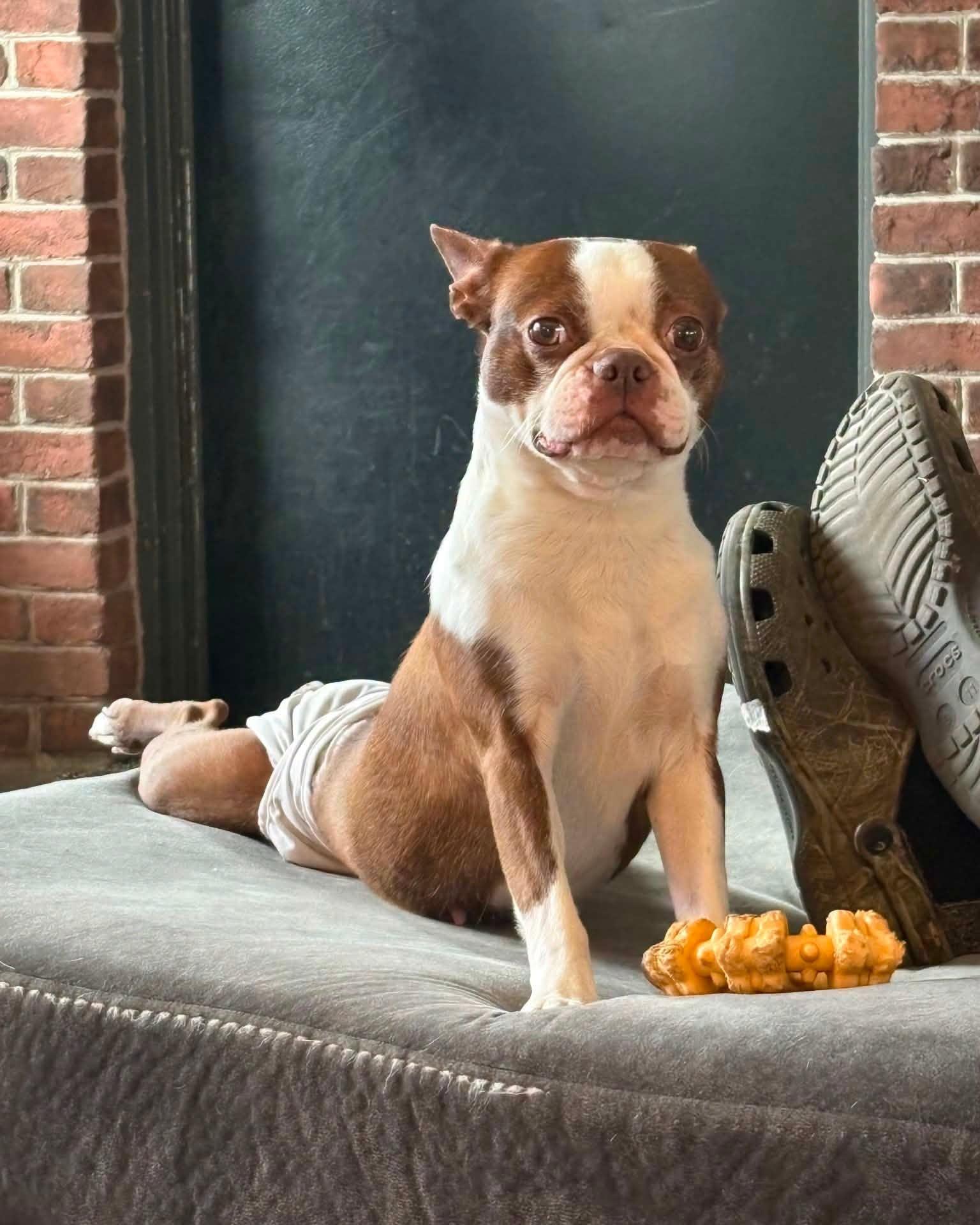 Enlarge Mama Coco, a Adoptable Boston Terrier in Waukesha, WI image 6/6