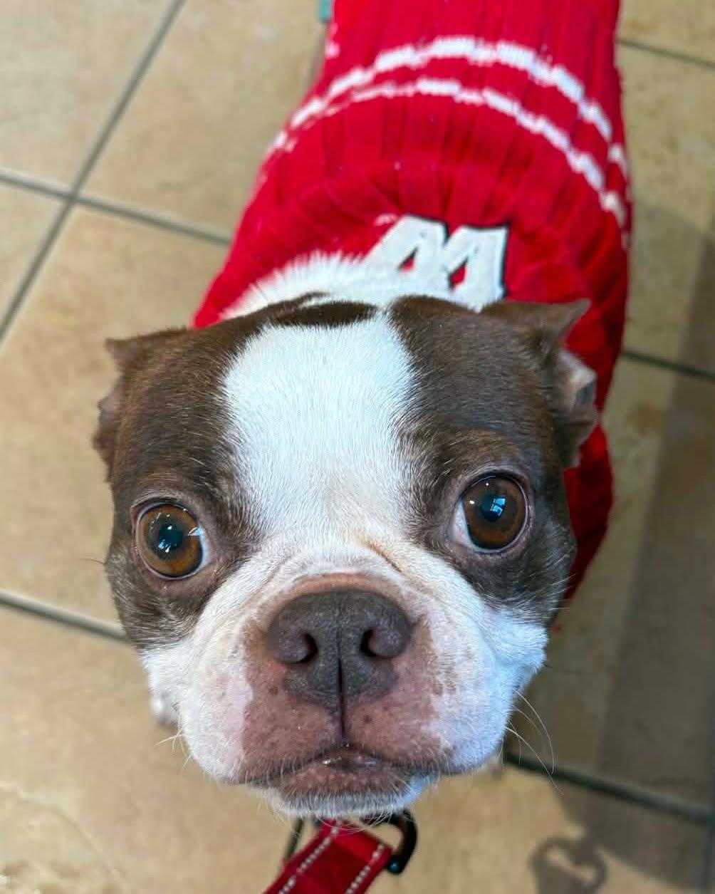 Enlarge Mama Coco, a Adoptable Boston Terrier in Waukesha, WI image 3/6