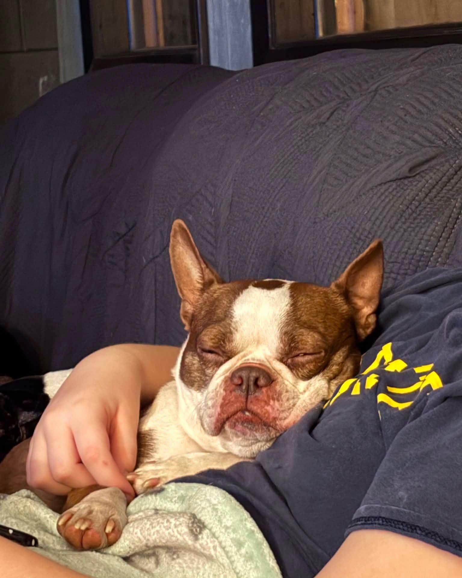 Enlarge Mama Coco, a Adoptable Boston Terrier in Waukesha, WI image 2/6