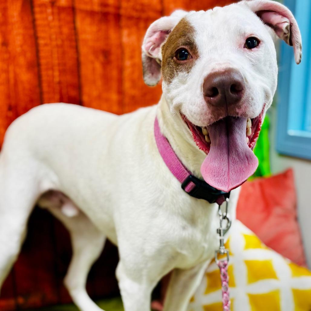 Enlarge Buddy, a Adoptable Terrier in Lebanon, MO image 1/4