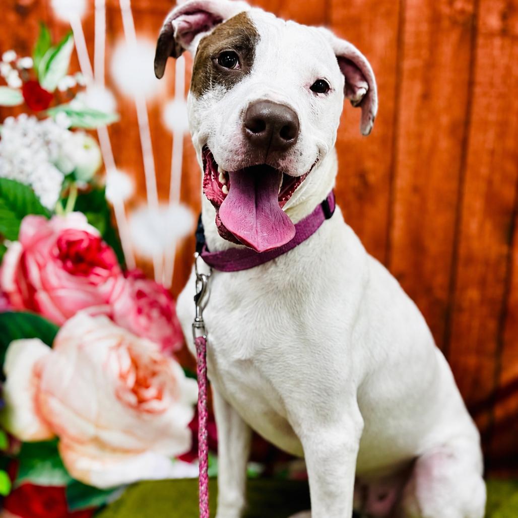 Enlarge Buddy, a Adoptable Terrier in Lebanon, MO image 2/4