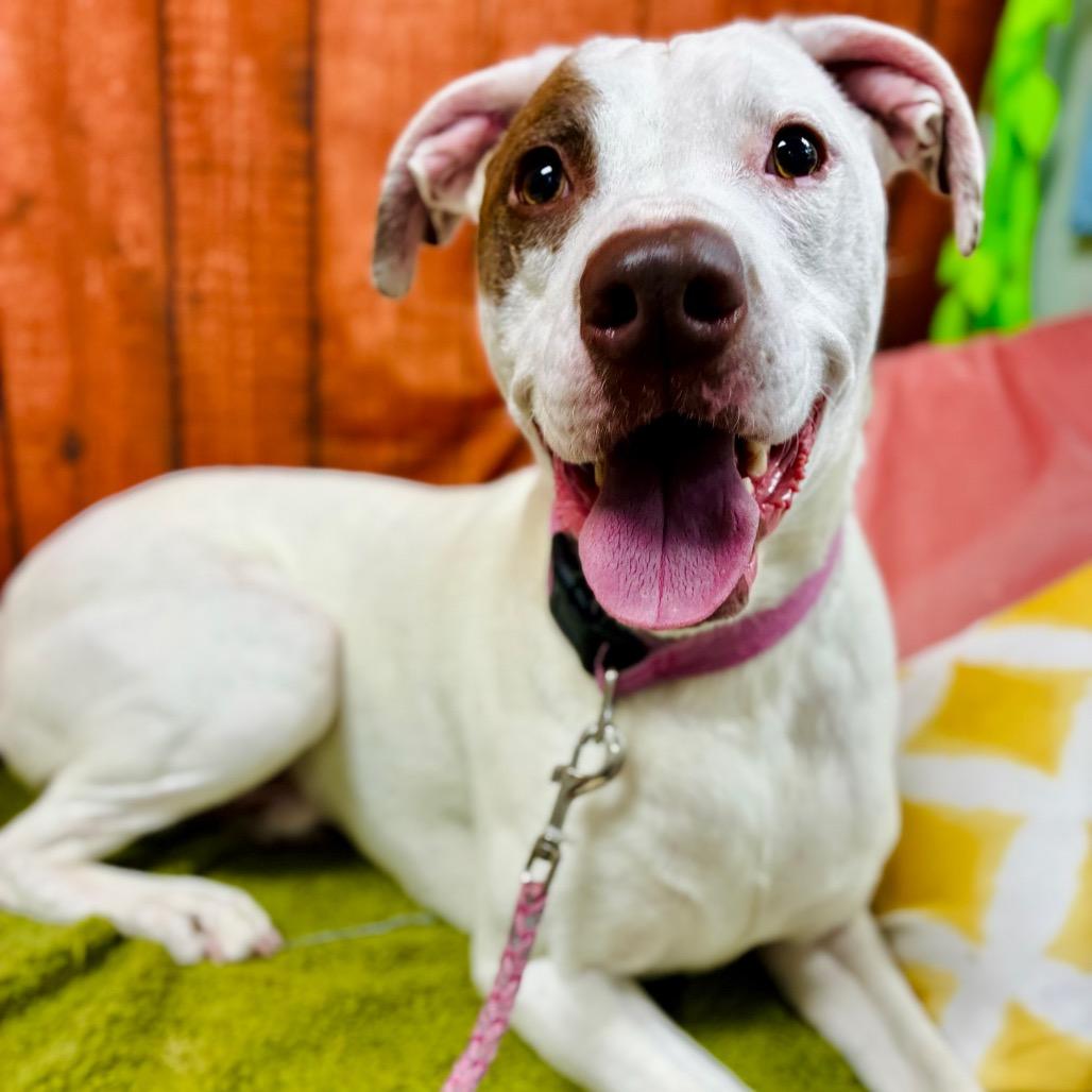 Enlarge Buddy, a Adoptable Terrier in Lebanon, MO image 3/4