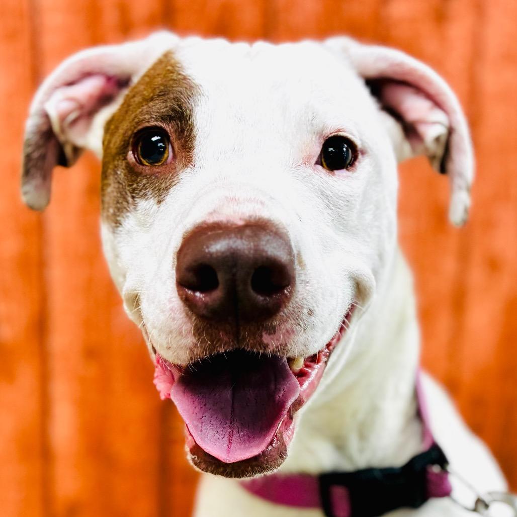 Enlarge Buddy, a Adoptable Terrier in Lebanon, MO image 4/4